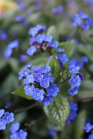 Brunnera macr. 'Sea Heart' geen maat specificatie 0,55L/P9cm - afbeelding 1