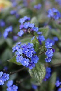 Brunnera macr. 'Sea Heart' geen maat specificatie 0,55L/P9cm - afbeelding 2