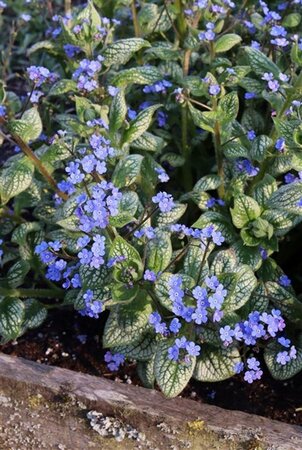 Brunnera macr. 'Sea Heart' geen maat specificatie 0,55L/P9cm - afbeelding 3