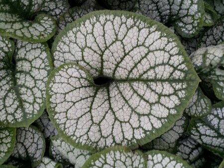 Brunnera macr. 'Sea Heart' geen maat specificatie 0,55L/P9cm - afbeelding 3