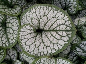 Brunnera macr. 'Sea Heart' geen maat specificatie 0,55L/P9cm - afbeelding 3
