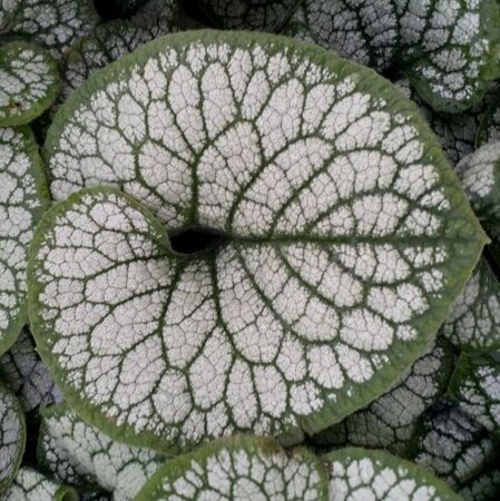 Brunnera macr. 'Sea Heart' geen maat specificatie 0,55L/P9cm - afbeelding 3