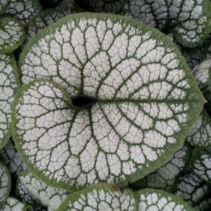 Brunnera macr. 'Sea Heart' geen maat specificatie 0,55L/P9cm - image 3