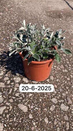 Brachyglottis 'Sunshine' geen maat specificatie cont. 10L - afbeelding 1