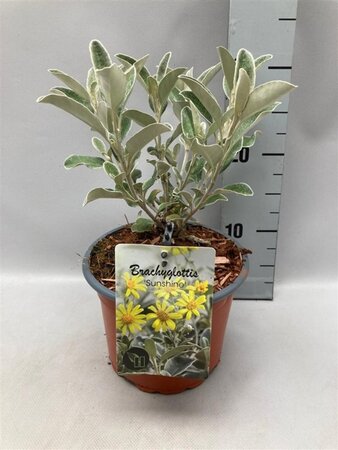 Brachyglottis 'Sunshine' geen maat specificatie cont. 2,0L
