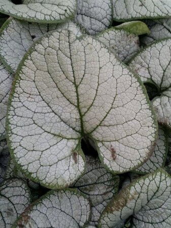 Brunnera macr. 'Silver Heart' geen maat specificatie 0,55L/P9cm