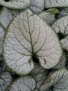 Brunnera macr. 'Silver Heart' geen maat specificatie 0,55L/P9cm