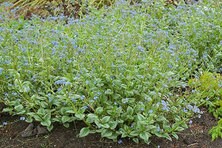 Brunnera macr. 'Silver Heart' geen maat specificatie 0,55L/P9cm - afbeelding 3