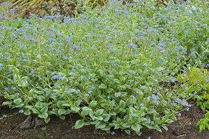 Brunnera macr. 'Silver Heart' geen maat specificatie 0,55L/P9cm - afbeelding 3