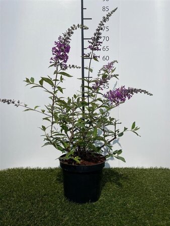 Buddleja 'ARGUS® Velvet' 40-60 cm cont. 3,0L