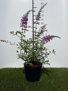 Buddleja 'ARGUS® Velvet' 40-60 cm cont. 3,0L