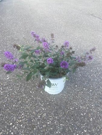 Buddleja 'Blue Chip' 30-40 cm cont. 3,0L
