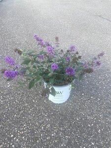 Buddleja 'Blue Chip' 30-40 cm cont. 3,0L