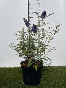 Buddleja d. Adonis Blue 40-60 cm cont. 3,0L