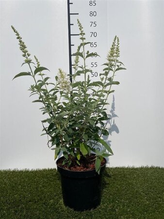 Buddleja Argus White 40-60 cm cont. 3,0L - afbeelding 3