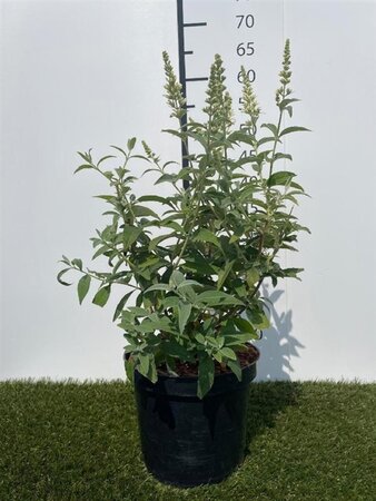 Buddleja Argus White 40-60 cm cont. 3,0L - afbeelding 4