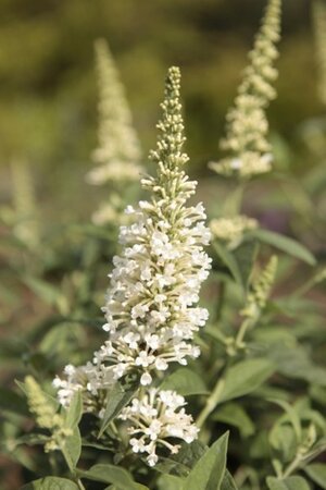 Buddleja Argus White 40-60 cm cont. 3,0L - afbeelding 2