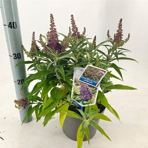 Buddleja d. B. Candy Little Lila 30-35 cm cont. 3,0L