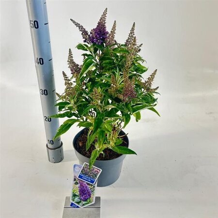 Buddleja d. B. Candy Little Lila 30-35 cm cont. 3,0L - afbeelding 2