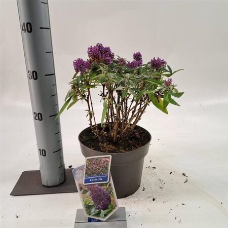 Buddleja d. B. Candy Little Lila 30-35 cm cont. 3,0L - afbeelding 3