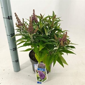 Buddleja d. B. Candy Little Lila 30-35 cm cont. 3,0L - afbeelding 4
