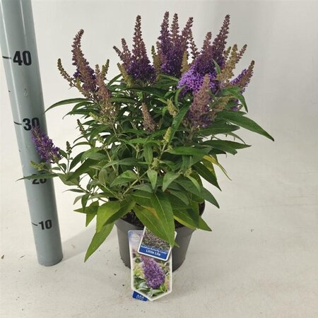 Buddleja d. B. Candy Little Lila 30-35 cm cont. 3,0L - afbeelding 5