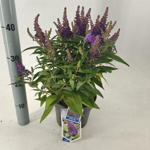 Buddleja d. B. Candy Little Lila 30-35 cm cont. 3,0L - afbeelding 5