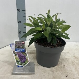 Buddleja d. B. Candy Little Lila 30-35 cm cont. 3,0L - afbeelding 6