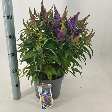 Buddleja d. B. Candy Little Lila 30-40 cm cont. 5,0L - afbeelding 2