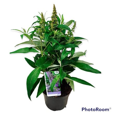 Buddleja d. B. Candy Little Lila 30-40 cm cont. 5,0L - afbeelding 9