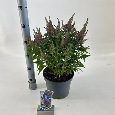 Buddleja d. B. Candy Little Lila 30-40 cm cont. 5,0L - afbeelding 3