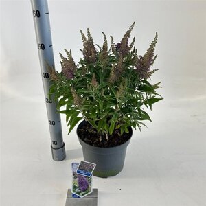 Buddleja d. B. Candy Little Lila 30-40 cm cont. 5,0L - afbeelding 3