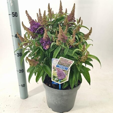Buddleja d. B. Candy Little Lila 30-40 cm cont. 5,0L - afbeelding 4