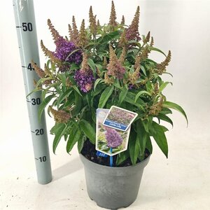 Buddleja d. B. Candy Little Lila 30-40 cm cont. 5,0L - afbeelding 4
