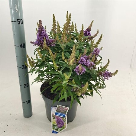 Buddleja d. B. Candy Little Lila 30-40 cm cont. 5,0L - afbeelding 5