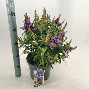 Buddleja d. B. Candy Little Lila 30-40 cm cont. 5,0L - afbeelding 5