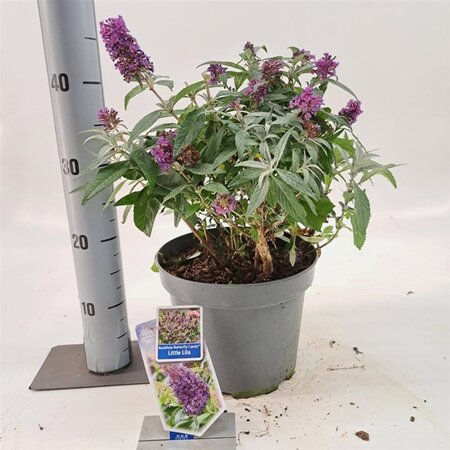 Buddleja d. B. Candy Little Lila 30-40 cm cont. 5,0L - afbeelding 7