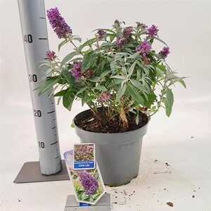 Buddleja d. B. Candy Little Lila 30-40 cm cont. 5,0L - afbeelding 7