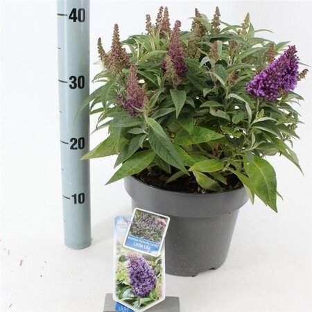 Buddleja d. B. Candy Little Lila 30-40 cm cont. 5,0L - image 6