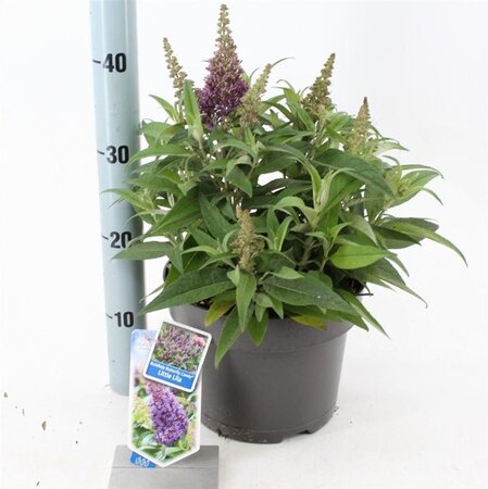 Buddleja d. B. Candy Little Lila 30-40 cm cont. 5,0L - image 8