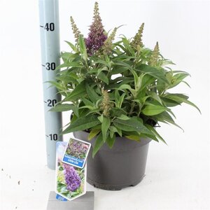 Buddleja d. B. Candy Little Lila 30-40 cm cont. 5,0L - image 8
