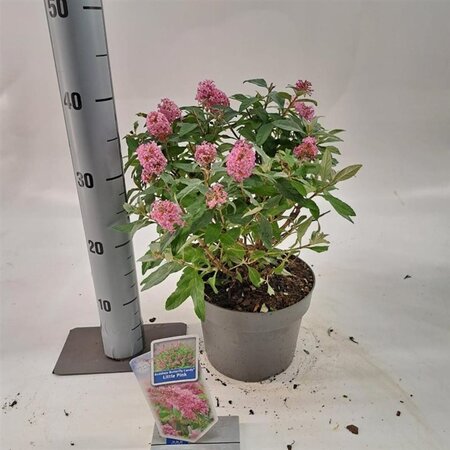 Buddleja d. B. Candy Little Pink 30-35 cm cont. 3,0L - afbeelding 1