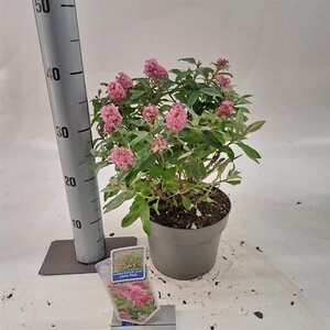 Buddleja d. B. Candy Little Pink 30-35 cm cont. 3,0L
