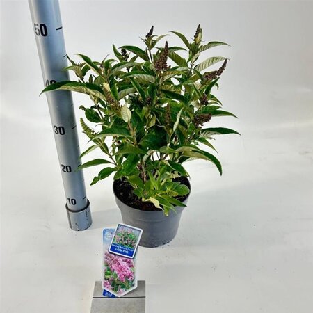 Buddleja d. B. Candy Little Pink 30-35 cm cont. 3,0L - afbeelding 2