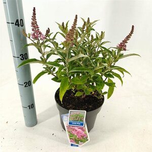 Buddleja d. B. Candy Little Pink 30-35 cm cont. 3,0L - afbeelding 3