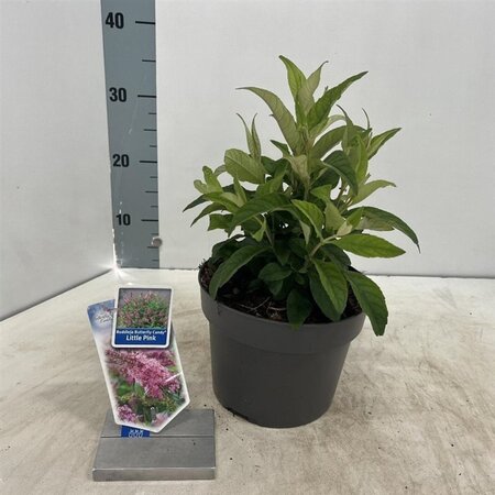 Buddleja d. B. Candy Little Pink 30-35 cm cont. 3,0L - afbeelding 4