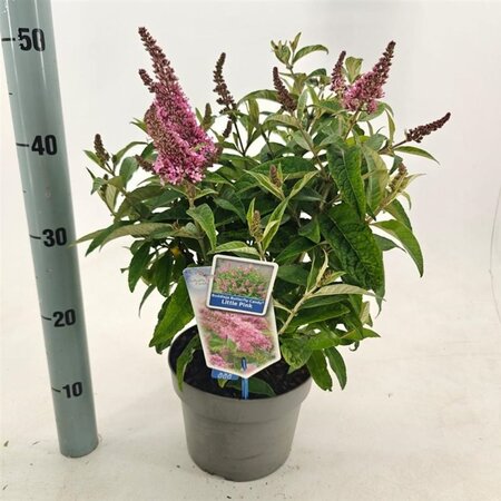 Buddleja d. B. Candy Little Pink 30-35 cm cont. 3,0L - afbeelding 5