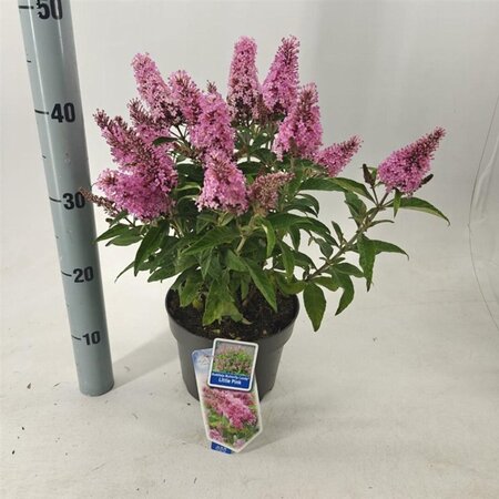 Buddleja d. B. Candy Little Pink 30-35 cm cont. 3,0L - afbeelding 6