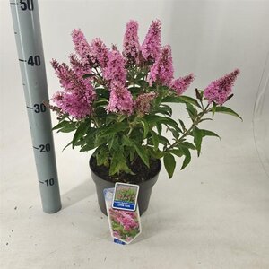 Buddleja d. B. Candy Little Pink 30-35 cm cont. 3,0L - afbeelding 6