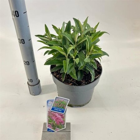 Buddleja d. B. Candy Little Pink 30-40 cm cont. 5,0L - afbeelding 1